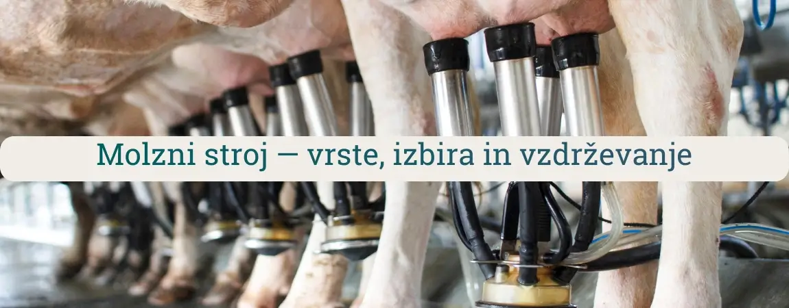 Molzni stroj v uporabi pri molži krav v hlevu – prikaz molznih enot, cevi in sistema za vakuumsko molžo