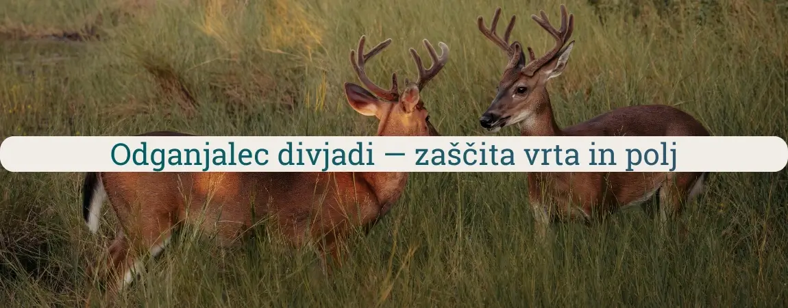 Odganjalec divjadi z jelenjadjo na travniku kot primer škode na vrtu in polju