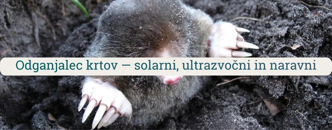 Odganjalec krtov na fotografiji krta v zemlji, prikaz zaščite trate in vrta pred krtinami z naravnimi, solarnimi in vibracijskimi rešitvami