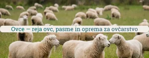 Čreda ovc na pašniku kot primer reje ovc in ovčarstva