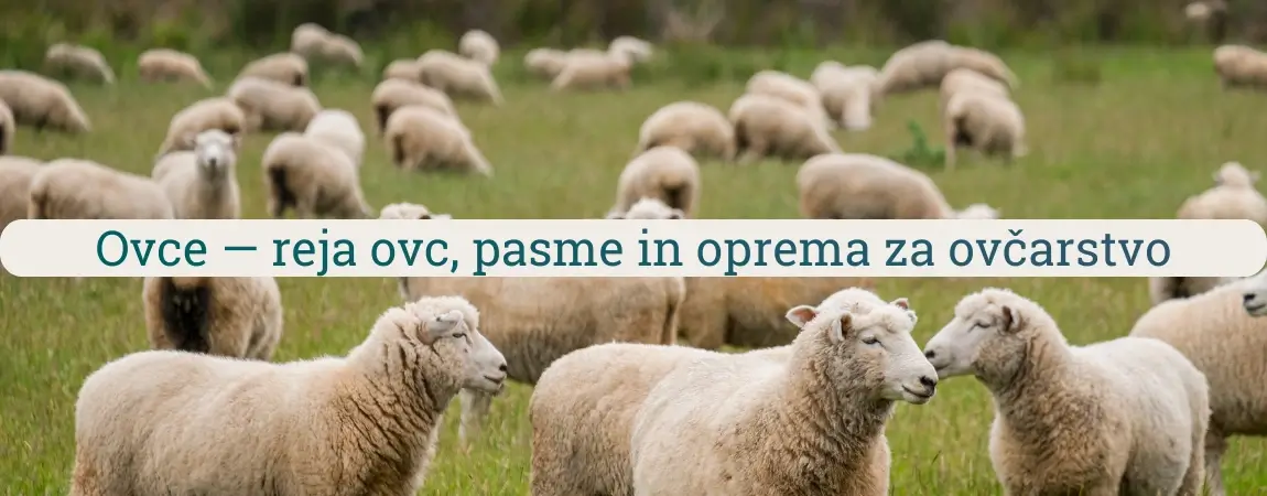 Čreda ovc na pašniku kot primer reje ovc in ovčarstva