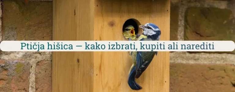 Ptičja hišica iz lesa z modro sinico, ki hrani mladiča pri vhodni odprtini gnezdilnice ob zidu.