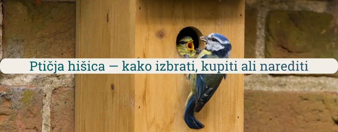 Ptičja hišica iz lesa z modro sinico, ki hrani mladiča pri vhodni odprtini gnezdilnice ob zidu.