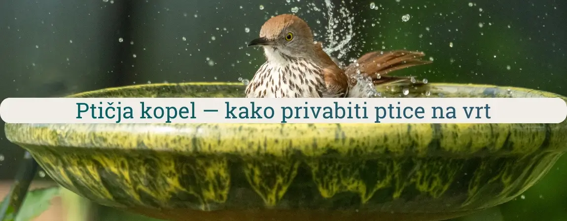 Ptičja kopel na vrtu z majhno ptico, ki se kopa v plitvi vodi in prši kapljice okoli sebe.