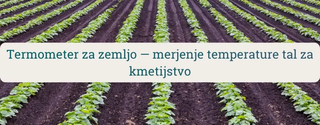 Termometer za zemljo – merjenje temperature tal za kmetijstvo; njiva z mladimi rastlinami v vrstah.
