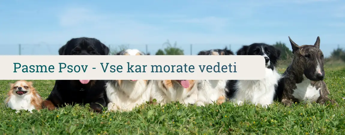 Pasme psov — skupina različnih pasem psov na travi: čivava, rotvajler, bernski planinski pes, avstralski ovčar, border koli in bull terier