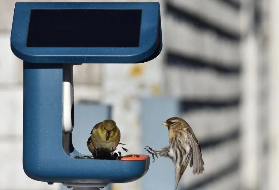 Birdbuddy PRO Solar – pametni AI hranilnik za ptice z 2K HDR kamero in solarnim napajanjem - slika 9