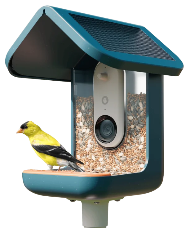 birdbuddy-opazovalnica-600x735