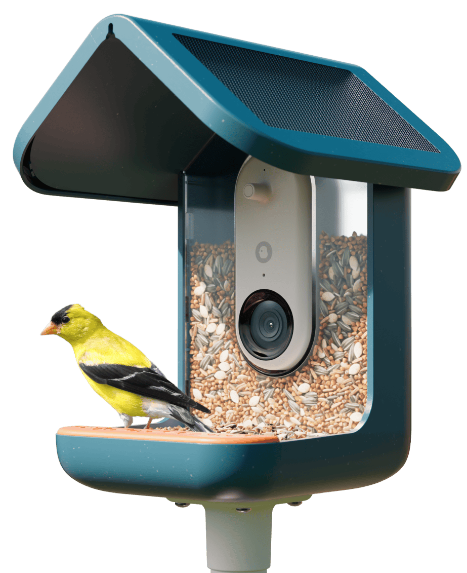 birdbuddy pro solar pametni ai hranilnik za ptice z 2k hdr kamero 5mp fotografijami solarno streho in aplikacijo